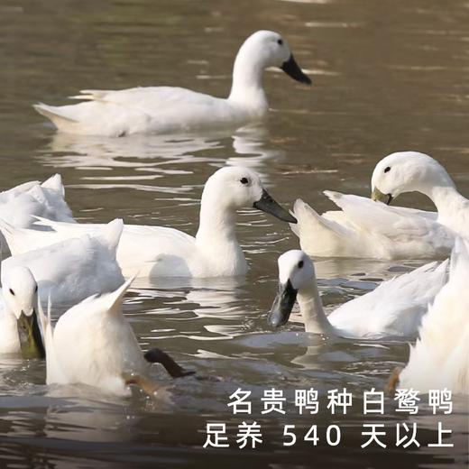饱记福建三明白骛鸭紧实鲜甜闽西名特产 商品图1