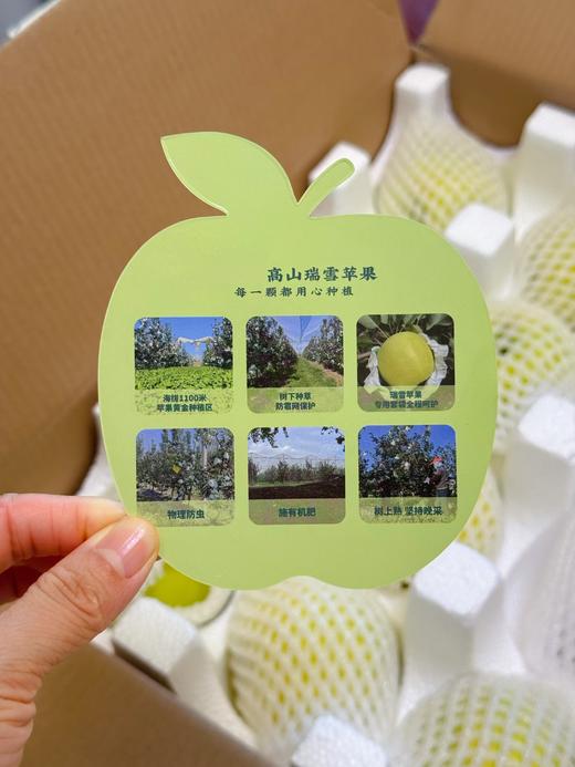 【高海拔生态种植 瑞雪苹果，现摘现发顺丰】不打除草剂 施农家有机肥  一口脆甜爆汁 花香沁心树上熟瑞雪苹果 11000 米以上高山种植 孕妇孩子放心吃！ 商品图3