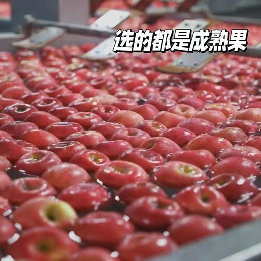 【苹果干】树上熟苹果新鲜制作，古法三蒸三晒，果味十足，厚实软糯有嚼劲，采用鲜果制作，经过九道工序和手工古法制作而成，每一袋都做了独立小包装，吃起来方便卫生，香甜软糯，果味浓郁 商品图4