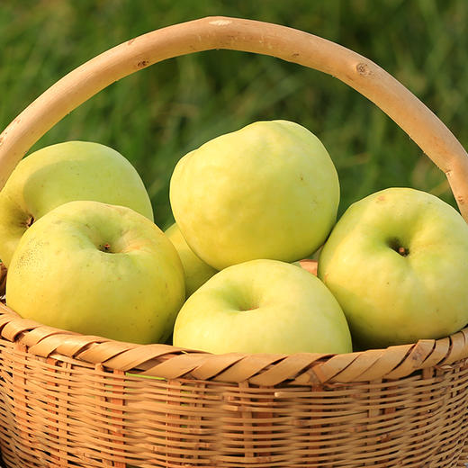 妙耕有机苹果（阿珍富士&瑞雪） 有机种植当季新鲜采摘水果【顺丰/京东包邮】 商品图1