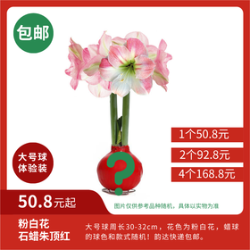超值体验价!大球石蜡朱顶红 粉白花 顺丰包邮 昆明发货