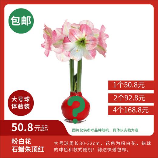 超值体验价!大球石蜡朱顶红 粉白花 顺丰包邮 昆明发货 商品图0