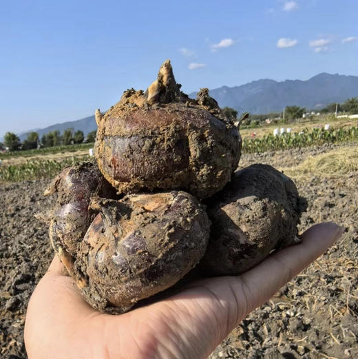 甘蔗、马蹄、鲜百合，煮水，家庭灭火三件套        包含：甘蔗去头去根削皮4斤、荔浦马蹄去泥2斤、兰州鲜百合100克 商品图1