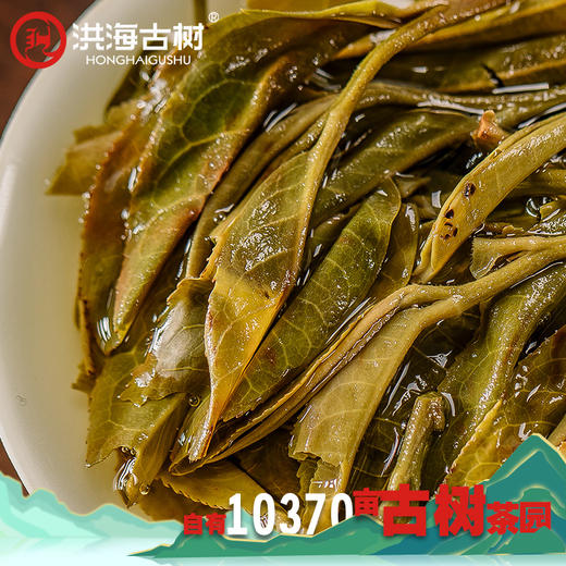 洪海古树有机茶-普洱茶【生茶】 商品图4