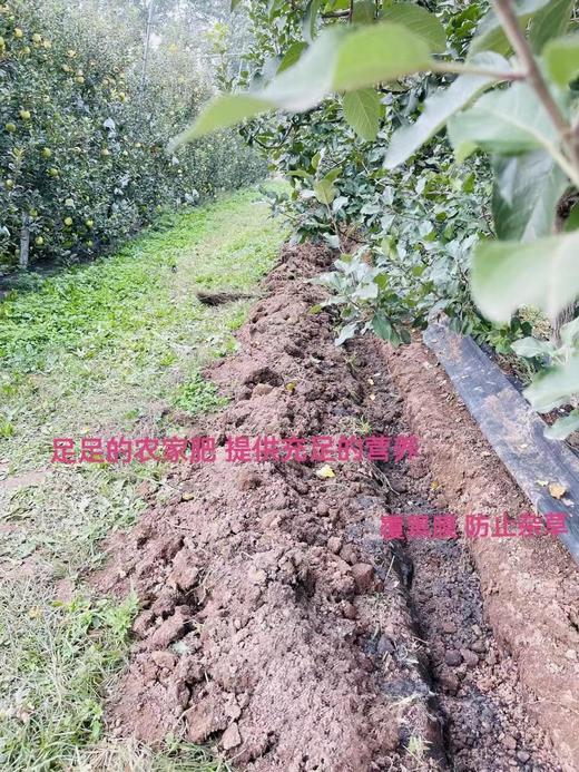 【高海拔生态种植 瑞雪苹果，现摘现发顺丰】不打除草剂 施农家有机肥  一口脆甜爆汁 花香沁心树上熟瑞雪苹果 11000 米以上高山种植 孕妇孩子放心吃！ 商品图10