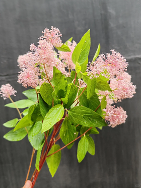 同城甄选精品花材美洲茶1扎