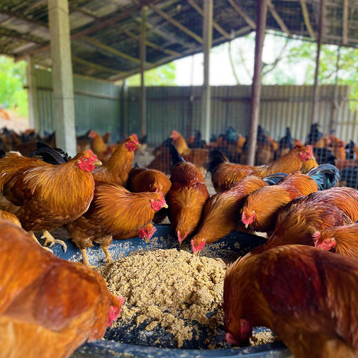 【生态放养】伙计有®土鸡十八 大扇鸡阉鸡4.5-4.8斤 商品图3