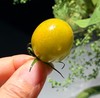 【纯甜翡绿降价啦！】晴甜圣女果 坚持藤上自然熟！拒绝催红，拒绝早摘！ 糖度高达10°+，甜得纯粹！让每一颗都吸饱阳光，攒足糖分！看着绿，吃着不酸，口感好好！ 商品缩略图2