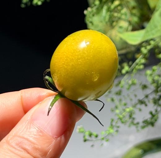 【纯甜翡绿降价啦！】晴甜圣女果 坚持藤上自然熟！拒绝催红，拒绝早摘！ 糖度高达10°+，甜得纯粹！让每一颗都吸饱阳光，攒足糖分！看着绿，吃着不酸，口感好好！ 商品图2