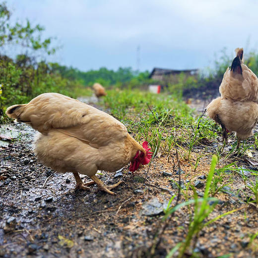【生态放养】伙计有®土鸡十八 三黄项鸡2.2-2.5斤 商品图1