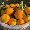 正宗赣南脐橙新鲜现摘现发当季水果 商品缩略图5