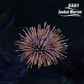 短刺海胆
