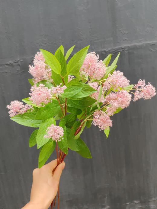 同城甄选精品花材美洲茶1扎 商品图2