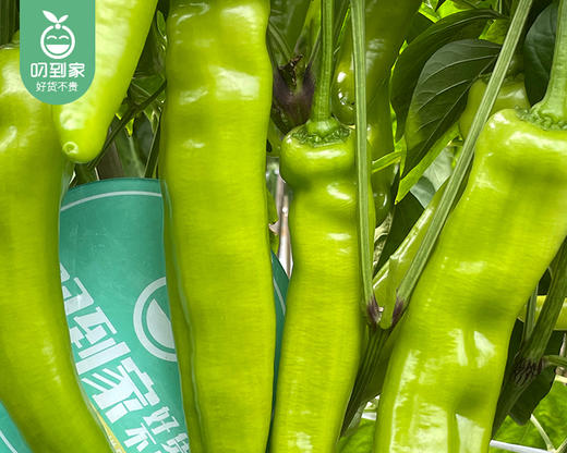 【叼鲜蔬】同安新鲜黄皮椒/1份（约700g） 商品图1