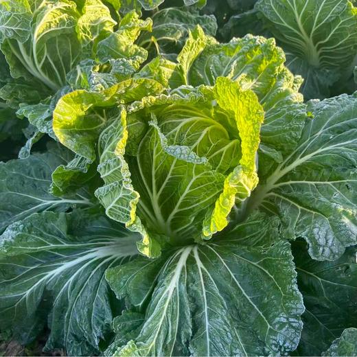 健源蔬菜组合 小叶乌塌菜、包菜、大白菜、青萝卜、上海青、小黄姜（嫩）、甜菜根、冬瓜、芥菜疙瘩、黑白菜 、胡萝卜、饺子菜、沙拉菜露天酵素种植蔬菜任意组合【京东快递】 商品图1