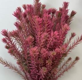 配花 | 染色金鹅绒公主粉