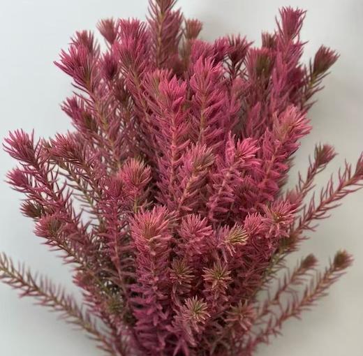 配花 | 染色金鹅绒公主粉 商品图0