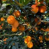 正宗赣南脐橙新鲜现摘现发当季水果 商品缩略图3