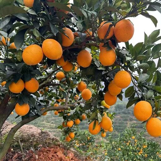 正宗赣南脐橙新鲜现摘现发当季水果 商品图4