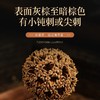 福东海 路路通120克 枫香果枫树球 可搭大通草王不留行月子下奶汤产后月子泡水煎汤 商品缩略图3
