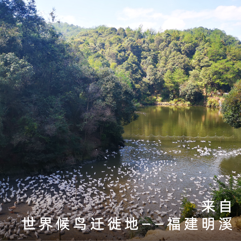 饱记福建三明白骛鸭紧实鲜甜闽西名特产
