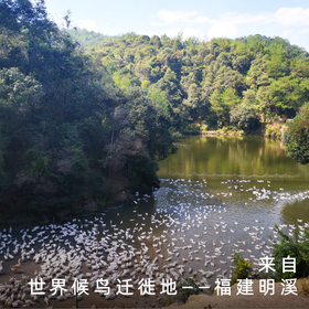 饱记福建三明白骛鸭紧实鲜甜闽西名特产