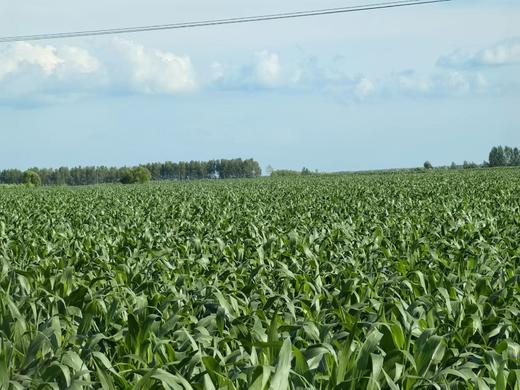 有机糯玉米浆包 12盒（160g/盒）【基地直发】 商品图2