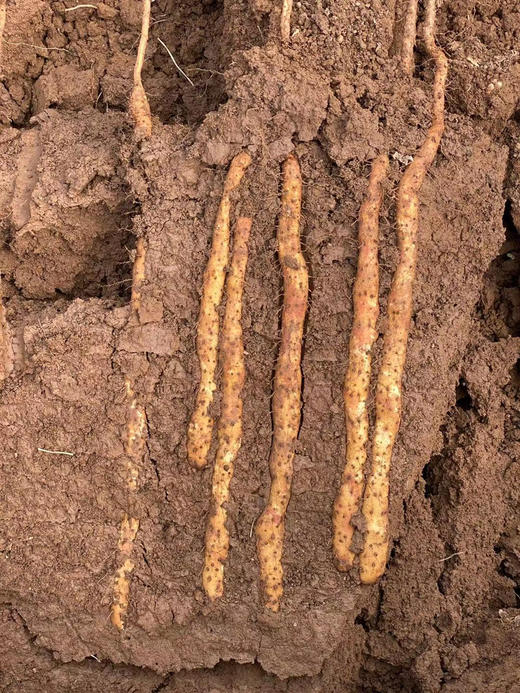 【奕虹定制山药粉】正宗熟制温县垆土铁棍山药粉 一冲即饮 SGS265项无农残 《神农本草经》记载“山药入药者，以河南怀庆者良” 商品图12