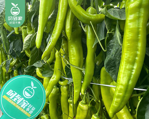 【叼鲜蔬】同安新鲜黄皮椒/1份（约700g） 商品图2