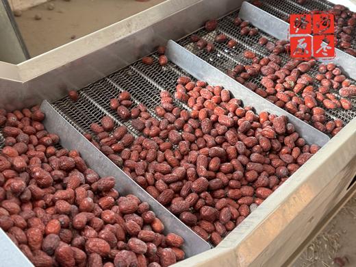 【新疆塔河原枣】不用化肥催长不打膨大剂 挂枝180天 自然风干 吃完嘴里不发黏，回味满是甘甜 商品图0