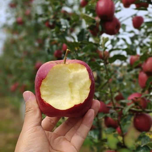 【云南高山瑞香红苹果】全程0催熟 不打蜡 不套袋  鲜脆爽口 汁水丰富 商品图1