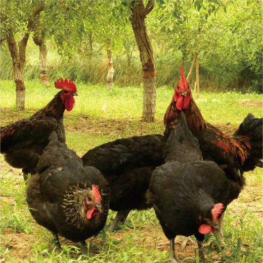 【新品热卖】新疆且末红枣小宛鸡；千年传承，林间放养，营养丰富；第二只88折！+两只装升级礼盒发货！！！3.5-4斤/只；【顺丰包邮】 商品图2