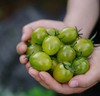 【纯甜翡绿降价啦！】晴甜圣女果 坚持藤上自然熟！拒绝催红，拒绝早摘！ 糖度高达10°+，甜得纯粹！让每一颗都吸饱阳光，攒足糖分！看着绿，吃着不酸，口感好好！ 商品缩略图8