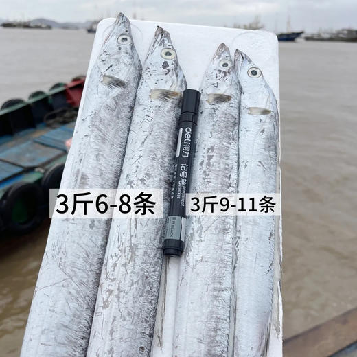 顺丰冷链，正宗舟山雷达网带鱼 细腻油润！深海捕捞！营养高！舟选海鲜 码头直达 纯野生 肉质细腻 商品图6