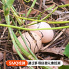【生态放养】伙计有®土鸡十八 初生土鸡蛋(40枚/盒) 商品缩略图0