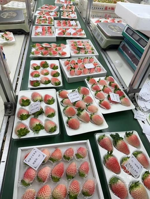 丹东白草莓 商品图1