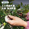 【今年最后一团】森即云南花香蓝莓 | 果肉紧实饱满、入口爆汁、富含花青素、酸甜适口、多种规格选择 商品缩略图3