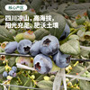 【今年最后一团】森即云南花香蓝莓 | 果肉紧实饱满、入口爆汁、富含花青素、酸甜适口、多种规格选择 商品缩略图2