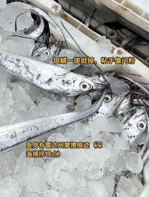 优选丨（舟选®）舟山鲜冻雷达网盘带鱼  精品带鱼肉质鲜嫩 商品图7