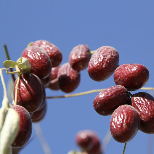 【25年新枣】【买5斤送1斤】新疆树上风干枣 灰枣  未洗红枣 初级农产品 干果 坚果 商品图4