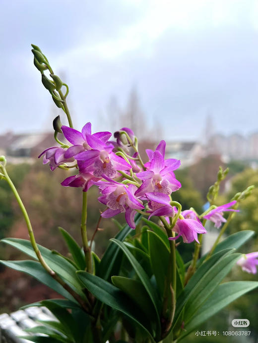 【绿植现货】特价：95杯香水粉石斛15（现货，下单即可到店自提） 商品图1