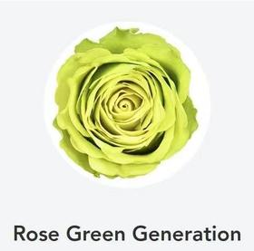 肯尼亚进口花材Rose Green Generation世代玫瑰绿10支