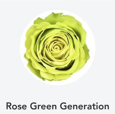 肯尼亚进口花材Rose Green Generation世代玫瑰绿10支 商品图0
