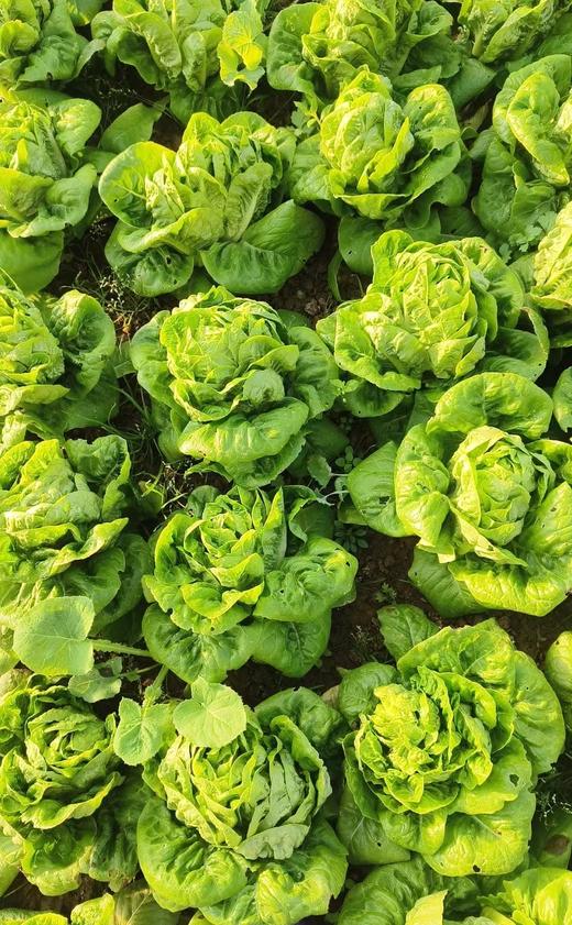 鸿翠园 有机罗马生菜（有机孔雀菜） 商品图1