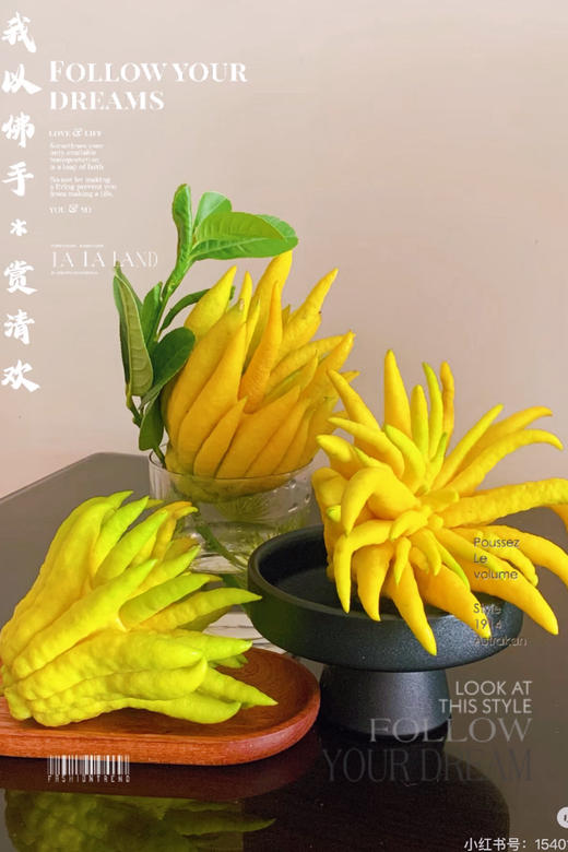 秒杀特价：水仙 苔藓球 佛手柑托盆：19.9（现货 下单即可到店自提） 商品图4