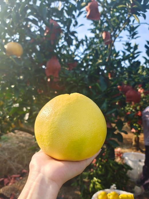 【赣南黄金泰小柚】非黄金葡萄柚！99%的人没吃过的稀品！冬天补水补维神器！酸甜可口！肉嫩似豆腐！ 汁多如瀑布 商品图3