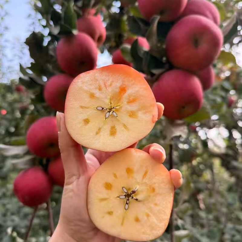 【精品彩箱】阿克苏18°冰糖心苹果2800小时日光凝聚 霜降3次自然蜜酿 85%高糖心率