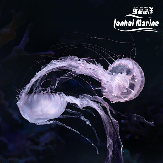 紫纹海刺水母 商品图0