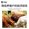 华畜牛羊去角膏 无伤口不出血，可用80头 商品缩略图3