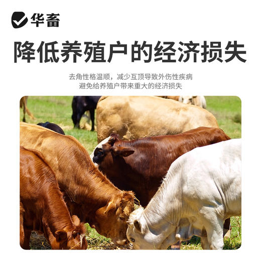 华畜牛羊去角膏 无伤口不出血，可用80头 商品图3